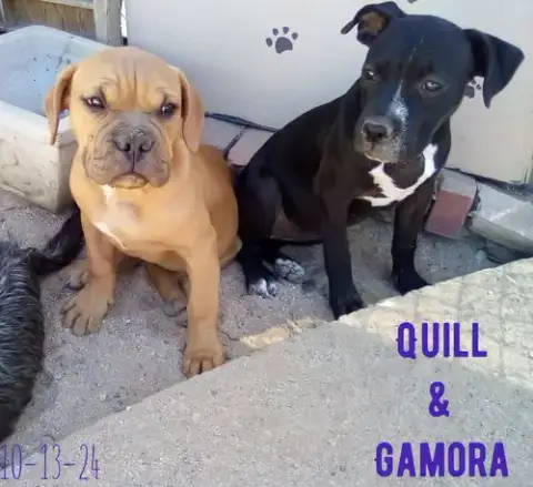 Gamora-In A Foster Home photo 3