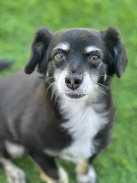 Gracie