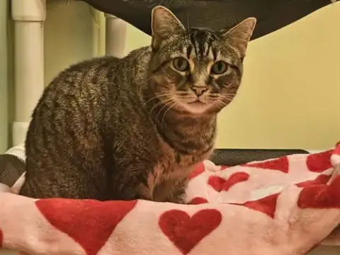 Greta