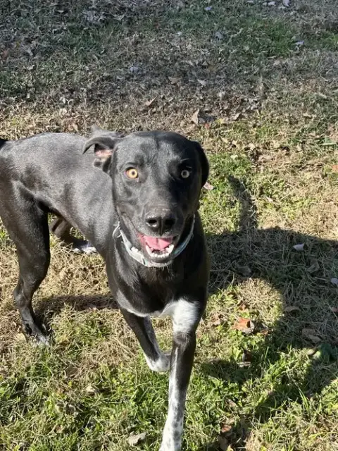 Archie photo 3