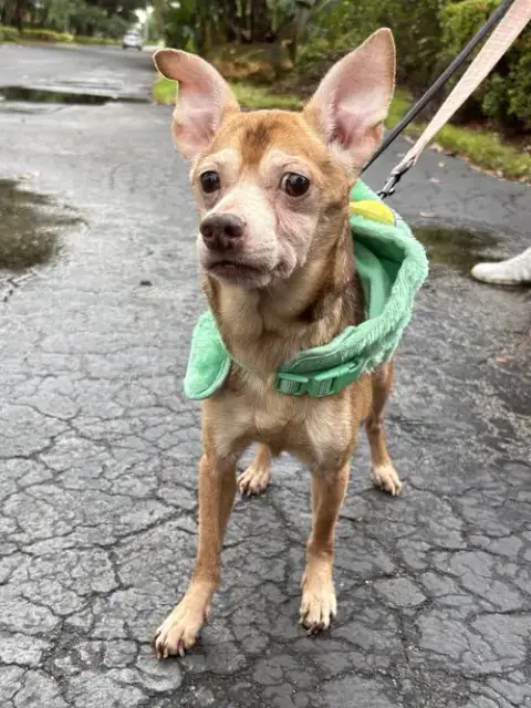 Frankie