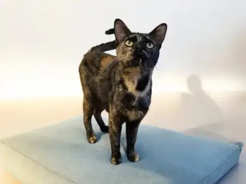 Dani