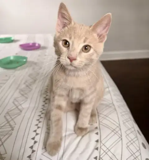 Nimbus