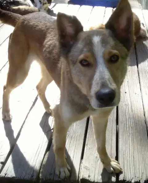 Quila