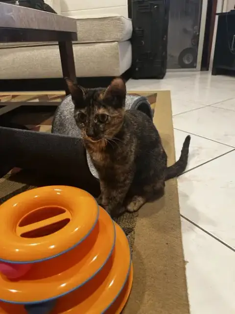 Courtesy Post: 4 Kittens photo 3