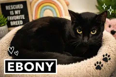 Ebony