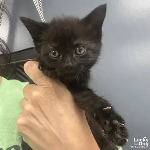 Moonpie