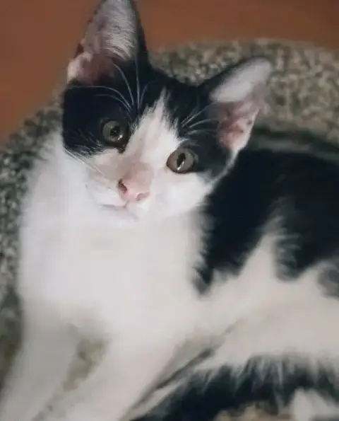 Rico photo 4
