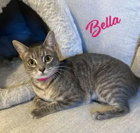 Bella #Cuddle-Pillow
