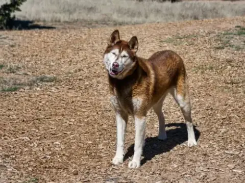 Kota