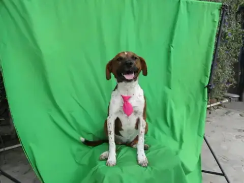 Ginger1 photo 2