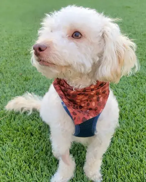 Oakley