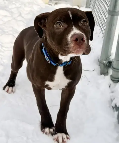 Bonnie