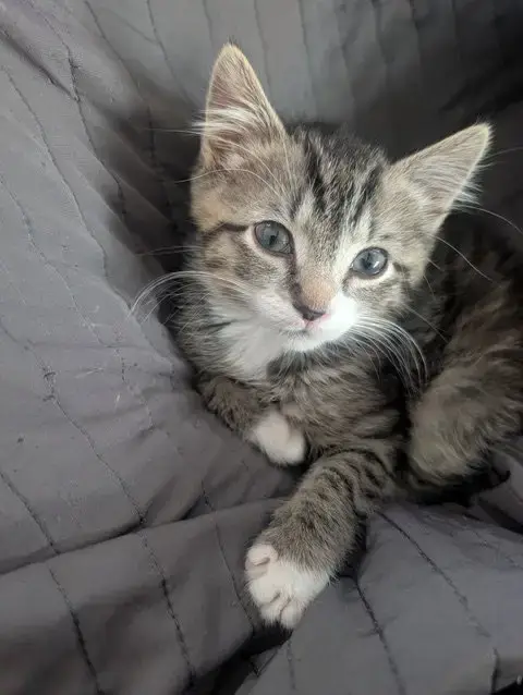 Flynn Kitten photo 2