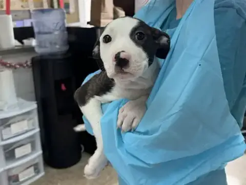 Pita