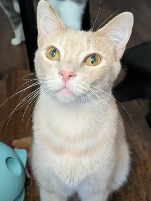 Tishka