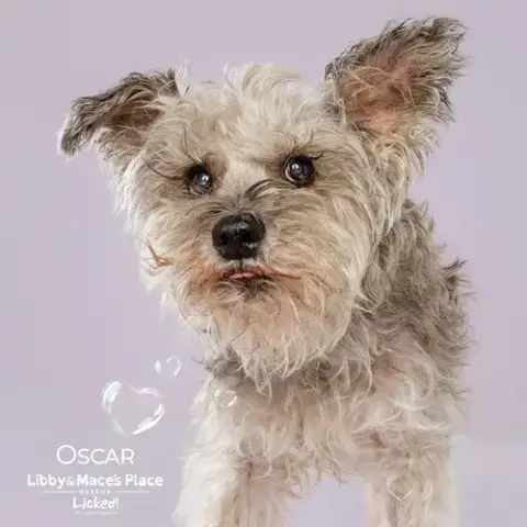 Oscar photo 3