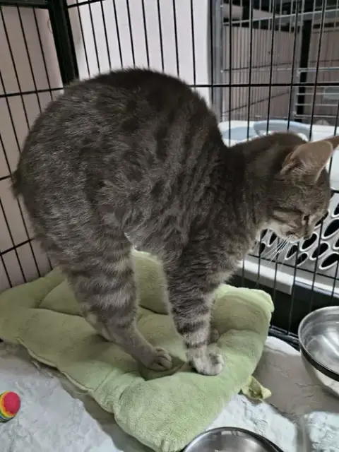 Bob Cat photo 2