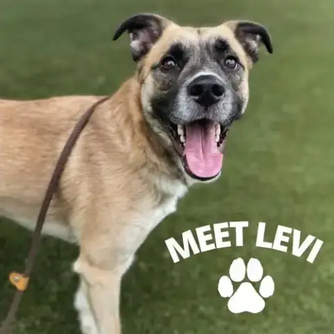 Levi photo 3