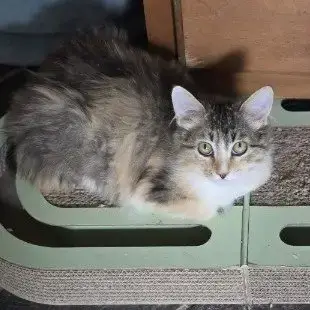 Fluffy photo 3