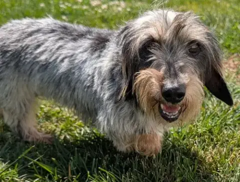 Poppy In Tn