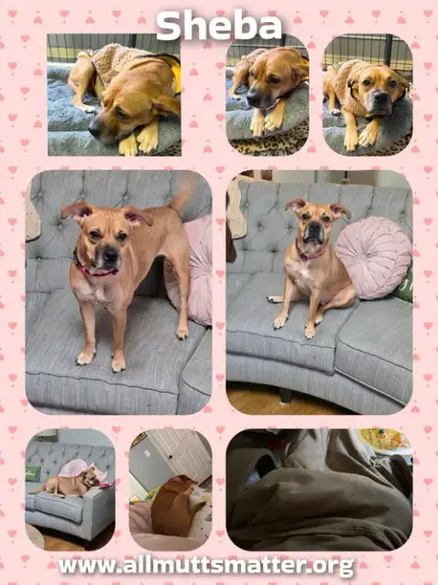 Sheba photo 4