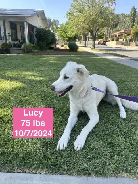 Lucy photo 3