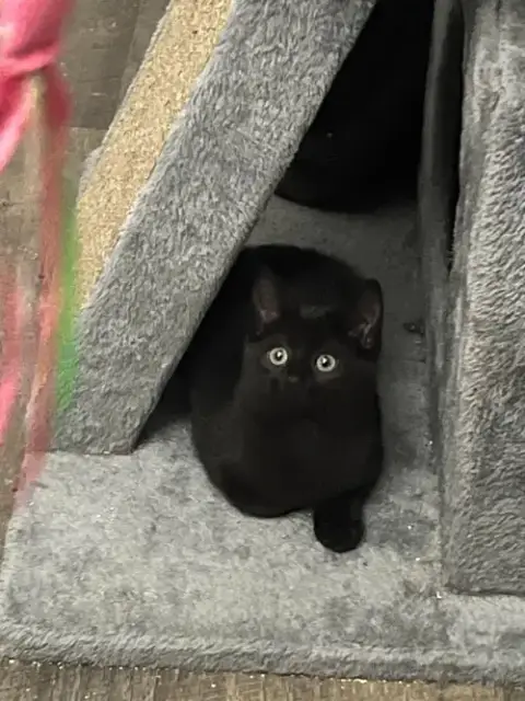 Toothless photo 4