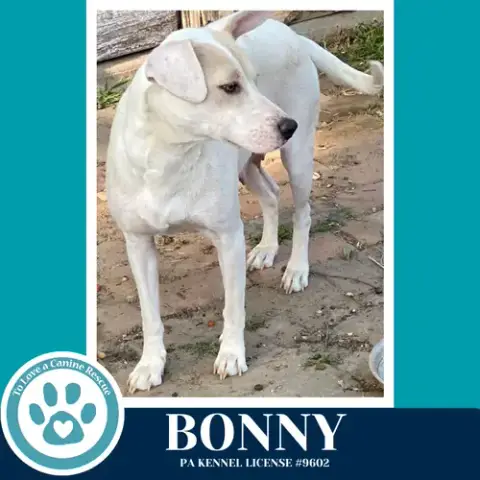 Bonny photo 4