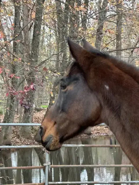 Buttercup photo 2