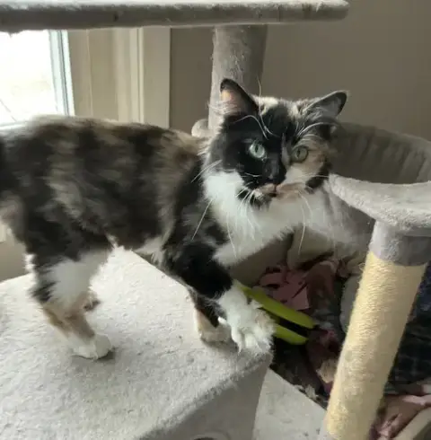 Callie