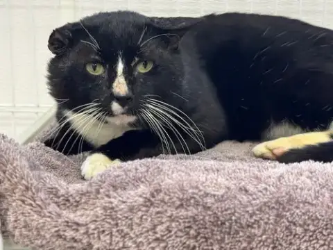 Meatball