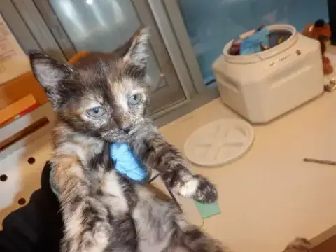 Binky