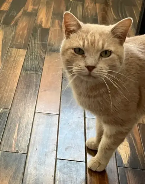 Nicolas: Not At Shelter photo 4