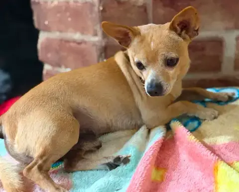 Simba In Tx