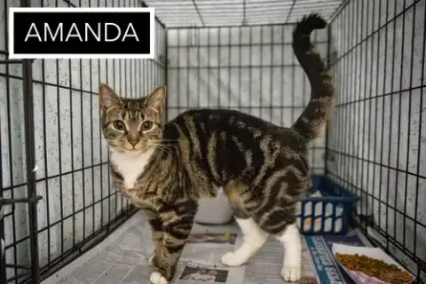 Amanda