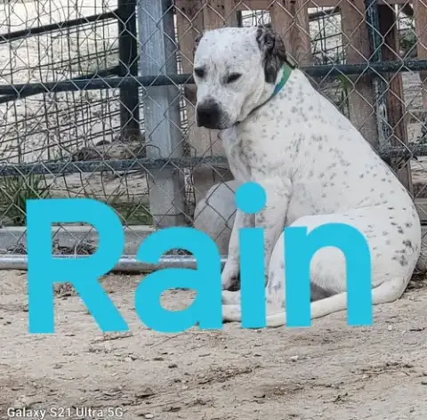 Rain