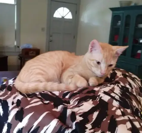 Tango #Bestie-Of-Little-Bobbie photo 5