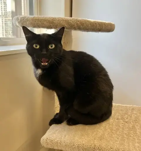 Pippy