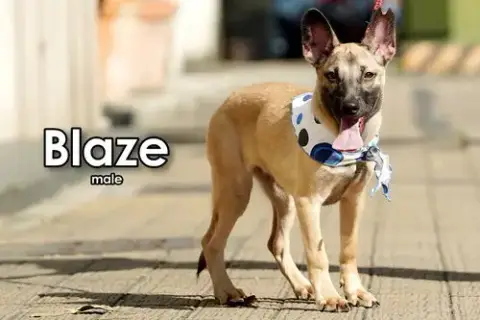 Blaze From Taiwan photo 5