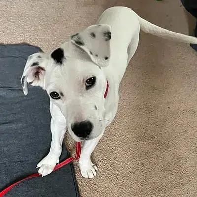 Cora