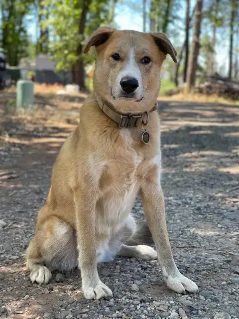 Clyde