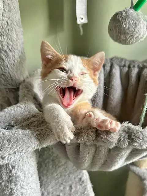 Orange Kitties photo 3