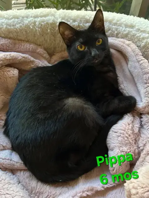 Pippa