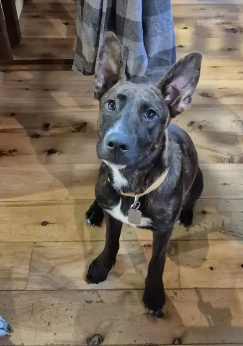 Koa