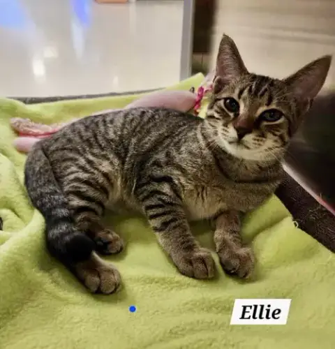 Ellie: Not At Shelter