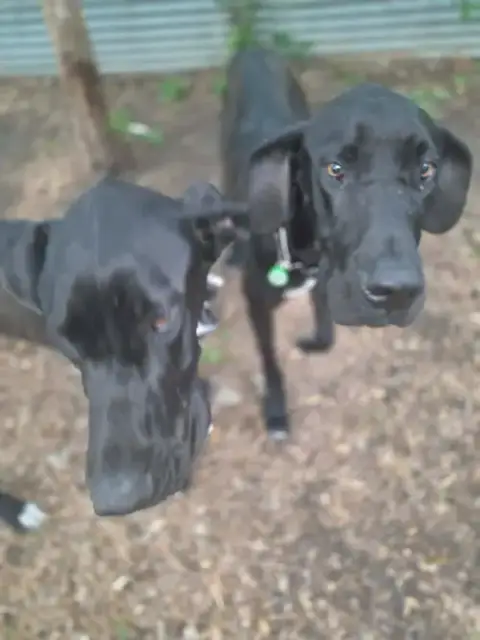 Azriel / Rhys photo 3