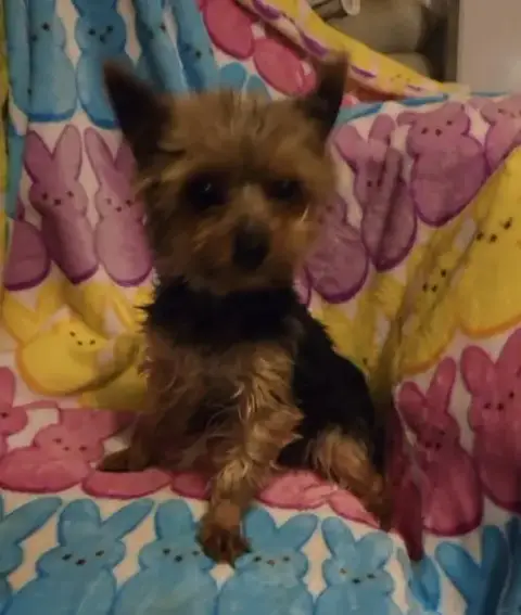 F Yorkie 3Yrs Tiny