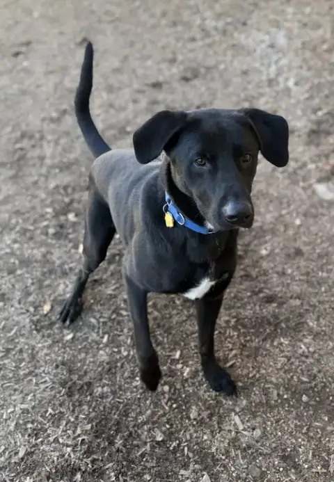 Tyson photo 4