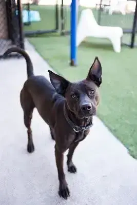Chula